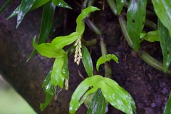 Pholidota articulata