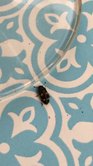 Glischrochilus hortensis