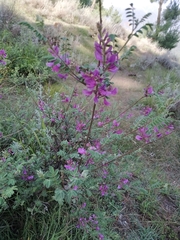 Indigofera tinctoria