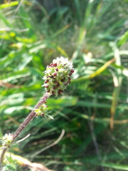 Acaena pinnatifida californica