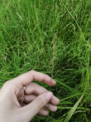 Beckmannia eruciformis