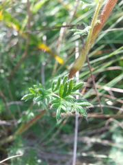Acaena pinnatifida californica