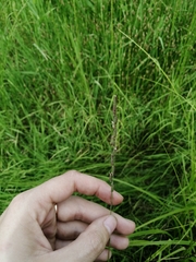 Beckmannia eruciformis