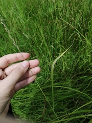 Beckmannia eruciformis