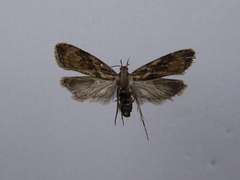 Izatha austera