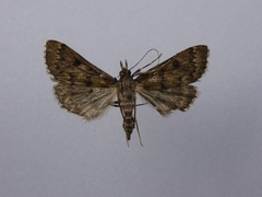Proternia philocapna