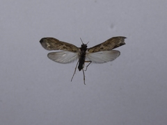 Psilochorema