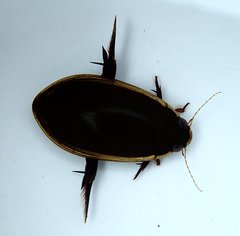 Cybister tripunctatus