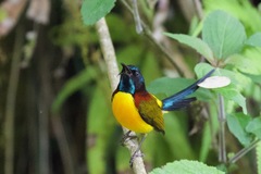 Aethopyga nipalensis