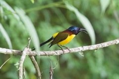 Aethopyga nipalensis