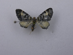 Elvia glaucata