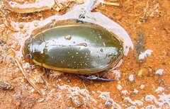 Cybister tripunctatus