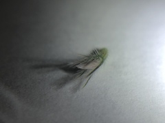 Trifolium arvense