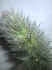 Trifolium arvense
