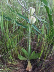 Fritillaria liliacea