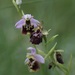 Ophrys × devenensis - Photo (c) Stefan Gey, some rights reserved (CC BY-NC), uploaded by Stefan Gey