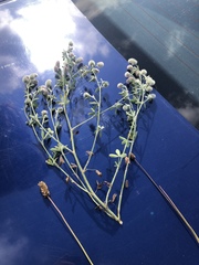Trifolium arvense