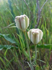 Fritillaria liliacea