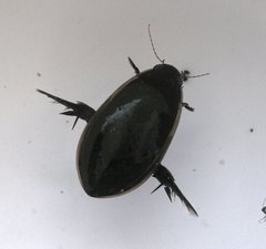 Cybister tripunctatus