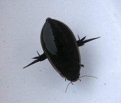 Cybister tripunctatus