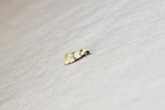 Aethes argentilimitana