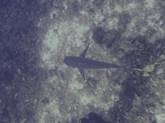 Carcharhinus albimarginatus