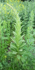 Verbascum thapsus