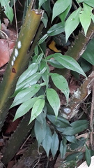Pothos scandens