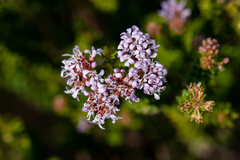 Agathosma ciliaris