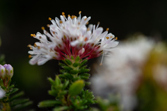Agathosma ciliaris
