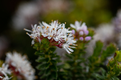 Agathosma ciliaris