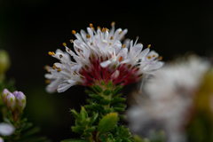 Agathosma ciliaris