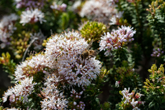 Agathosma ciliaris