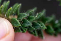 Agathosma ciliaris
