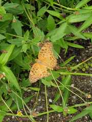 Phalanta phalantha phalantha