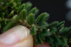 Agathosma ciliaris
