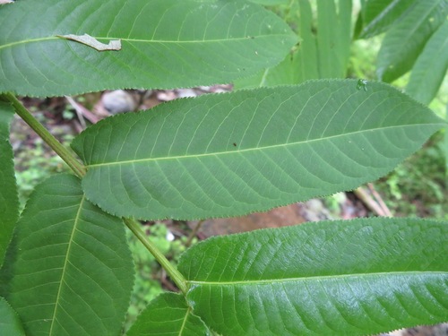 Image of Pterocarya rhoifolia by (c) Marco Mussita, some rights reserved (CC BY)