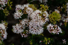 Agathosma ciliaris