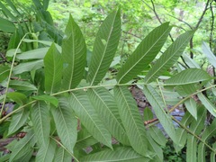 Pterocarya rhoifolia