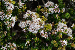 Agathosma ciliaris