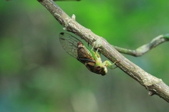 Vagitanus terminalis