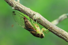 Vagitanus terminalis