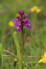 Dactylorhiza lapponica
