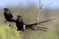 Magpie Shrike photo 3
