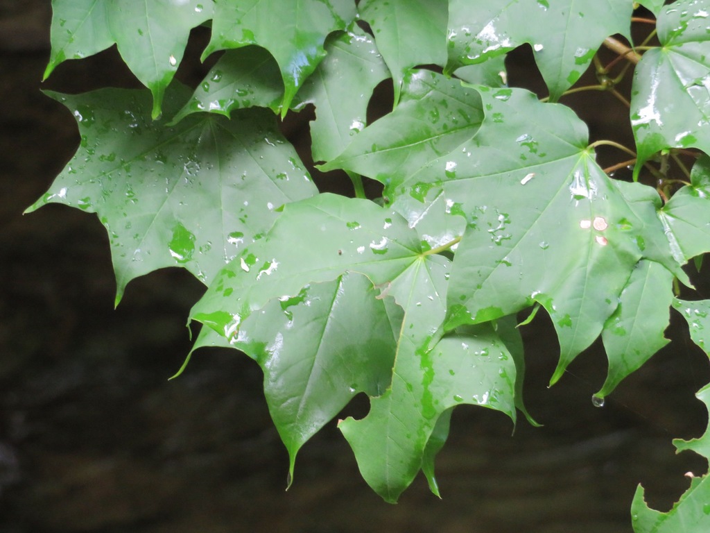 Acer pictum — an easy houseplant, prefers full sun light
