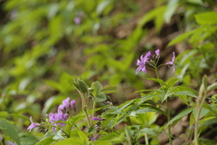 Cardamine pentaphyllos