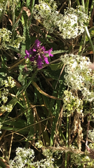 Betonica officinalis