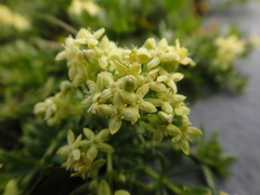Galium noricum