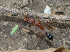 Harpegnathos saltator
