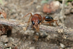 Harpegnathos saltator